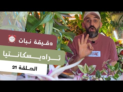 دقيقة نبات ٢١ طرق العناية بنبات تراديسكانتيا    