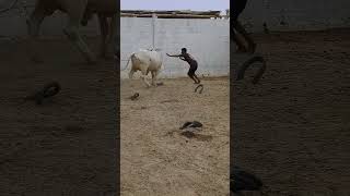 phudakta Bail #thebrosfarm