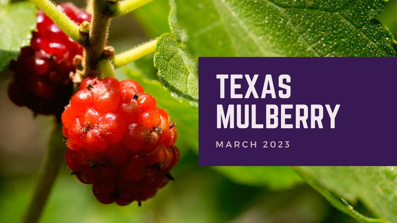 Техасская шелковица | Растение месяца