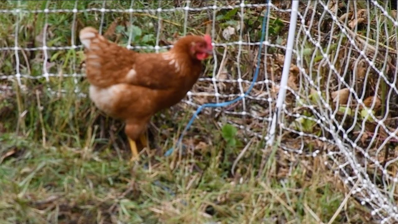 Your Chickens Aren't Safe From Predators Until You do This