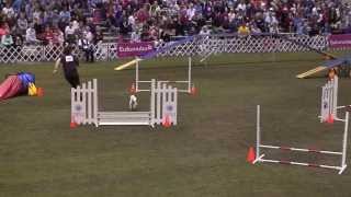 Ziggy - 12 Winner 2012 AKC Invitational