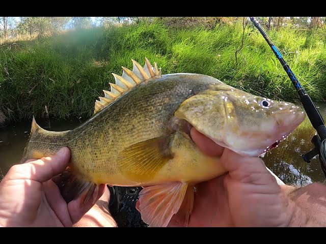 Ultralight Fishing-Mule Fishing Horse Fly-Arizona Life. #urbanbassfishing  #mulefishing #azlife 