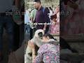 प्रेम की कोई भाषा नही होती है ll #monkey #animallovers #shorts