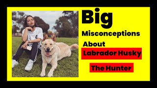 Labrador Husky Mix Dog Breed | Labsky |Labrador Husky