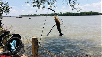 Về miền tây câu tôm càng xanh vs cá ngát