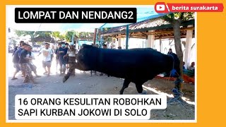 Sapi Kurban Jokowi Susah Ditaklukkan ! 16 Orang Kuwalahan ! Masjid Al Wustho Solo