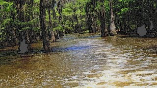Cypress Water Forest - Caddo Lake Texas - Captain Ron's Swamp Tour
