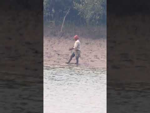 sundarban tiger attack #sundarban #sundarbanfishing #shortvideo