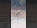 Sundarban tiger attack sundarban sundarbanfishing short.