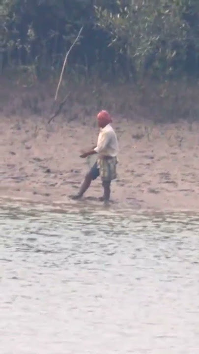 sundarban tiger attack #sundarban #sundarbanfishing #shortvideo