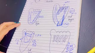 Sole of Foot | Muscle Layers | Nerve Supply | Plantar Aponeurosis