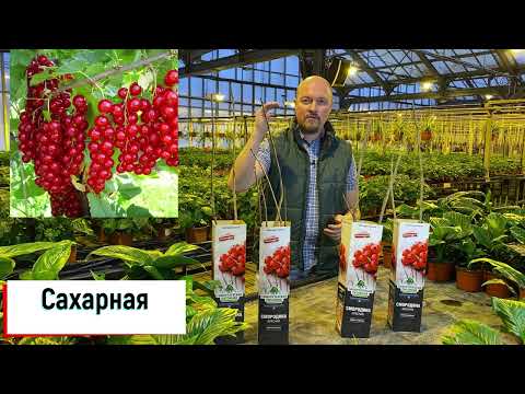 Красная, белая и розовая смородина из Тимирязевского питомника. Растения в коробках.