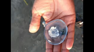 smallest jellyfish - μπλε μέδουσα - ? قنديل البحر الأزرق