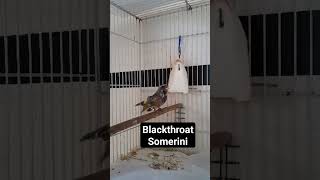 Blackthroat Somerini Gacor