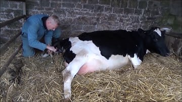 DIFFICULT CALVING