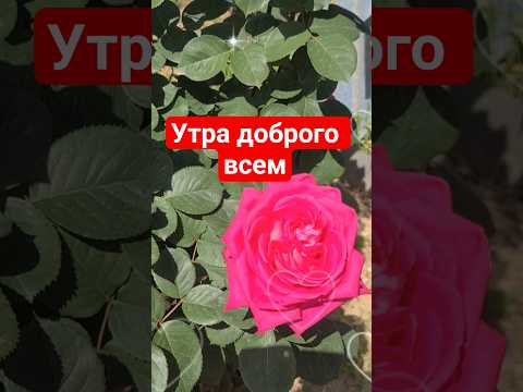 Доброго, лучезарного утра! #доброеутро #пожеланиядрузьям #позитив #хорошеенастроение #шортс