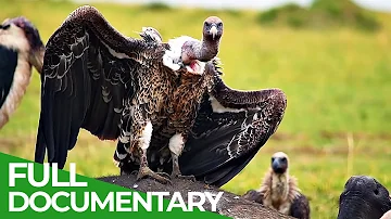 Vanishing Vultures - A Race Against Time | Giving Nature A Voice | Free Documentary Nature