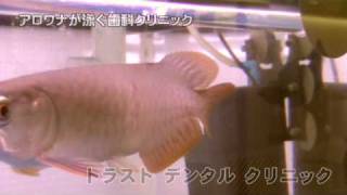 仙台 トラストデンタルクリニック 20090831