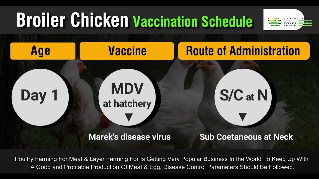 Broiler chicken vaccination schedule vaccine for poultry YouTube
