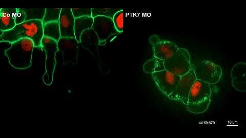 A PTK7Ror2 Co-Receptor Complex Affects Xenopus Neural Crest Migration