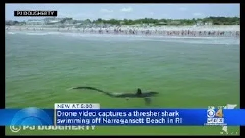 Thresher Shark Swims Near Shore At Narragansett Be...
