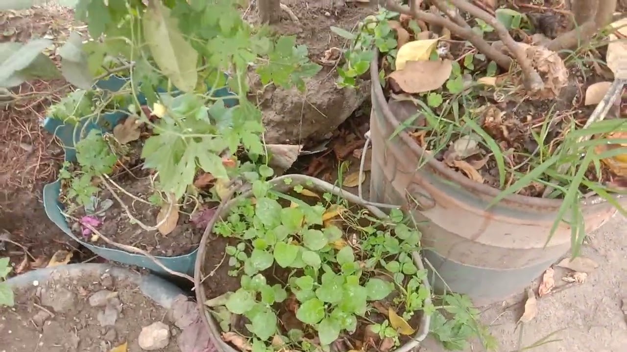 এই তিব্র শীতে আমার ছাদ বাগানের কবুতর,মুরগী,গাছের অবস্থা।