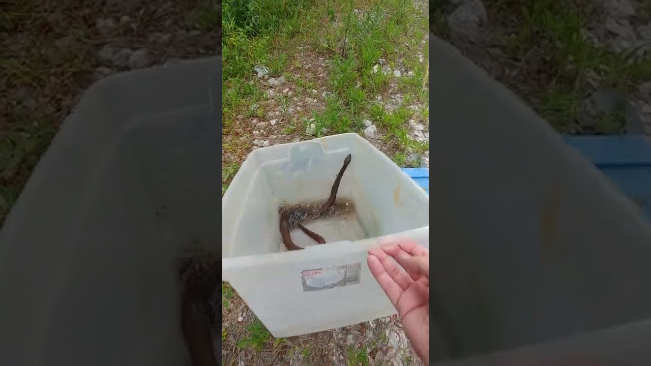 Release of Red Bellied Water Snake including his dinner!