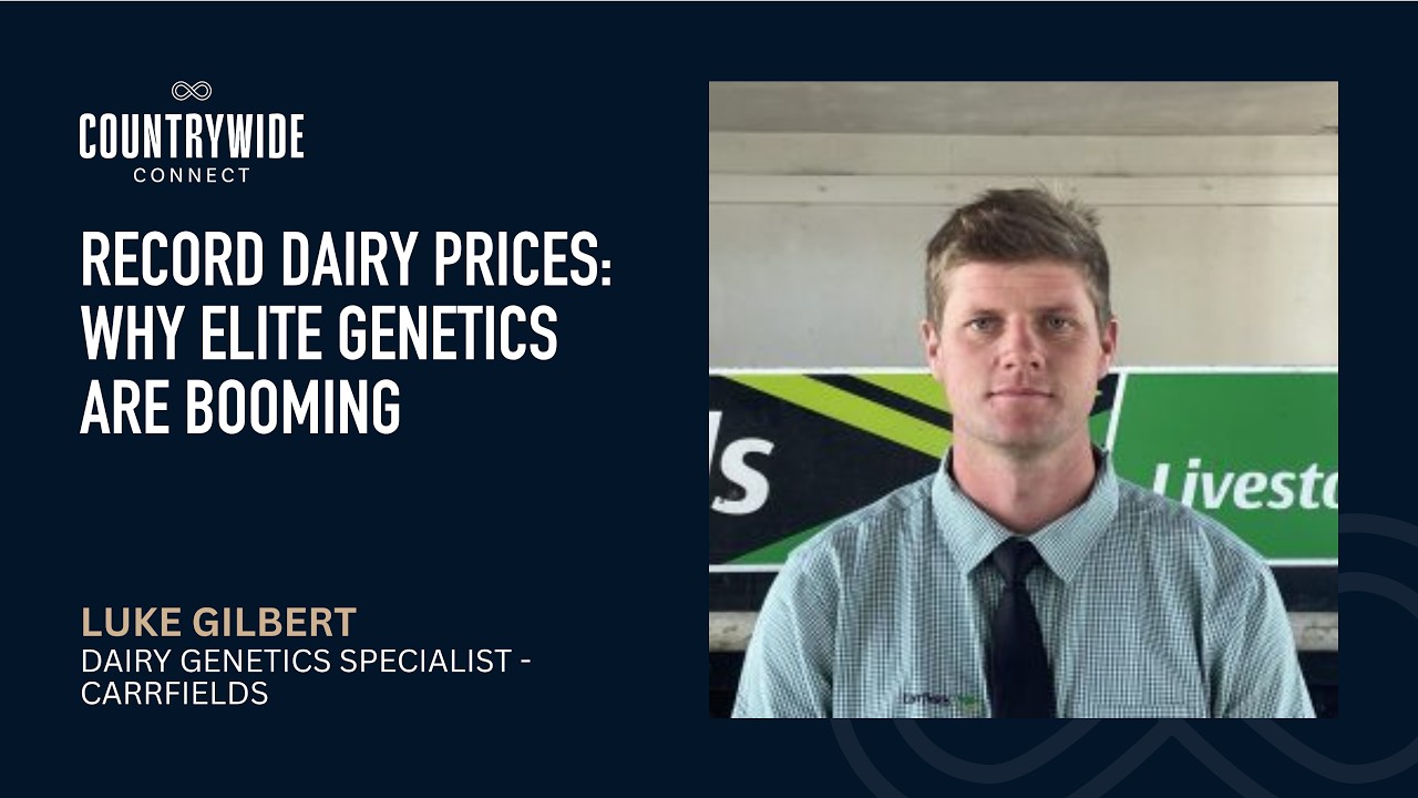 Record dairy prices: Why elite genetics are booming // Luke Gilbert, Carrfields