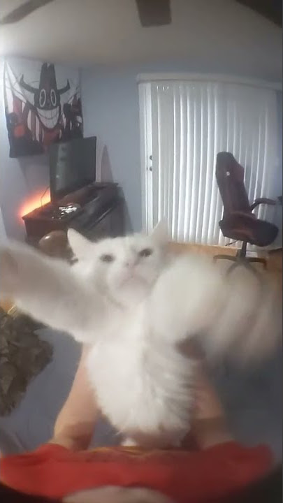 Mentahan kucing helikopter helikopter 😱 meme
