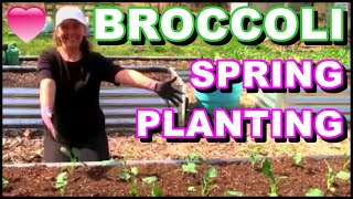 How To Plant Broccoli In A Raised Bed Garden