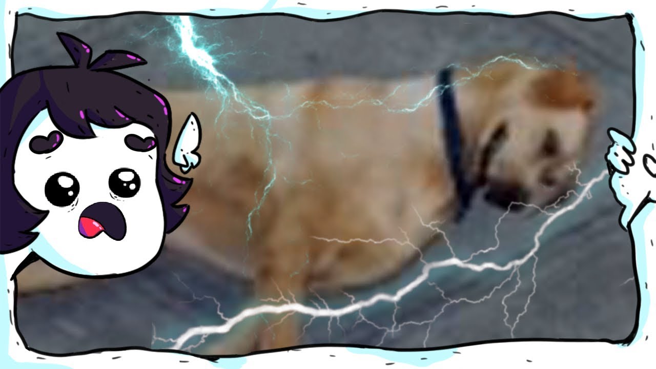 Fui ver cachorro e acabei dando choque nele