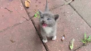 1 MINUTE VIDEO of KITTENS | Less than 1 Minute Video