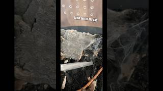 Feeding New Sling, Indian Violet