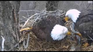 DECORAH EAGLES  3/31/2016   4:23 PM /4:30 PM   CDT    SEE D 24 AND D  25  DAD BRINGS FISH