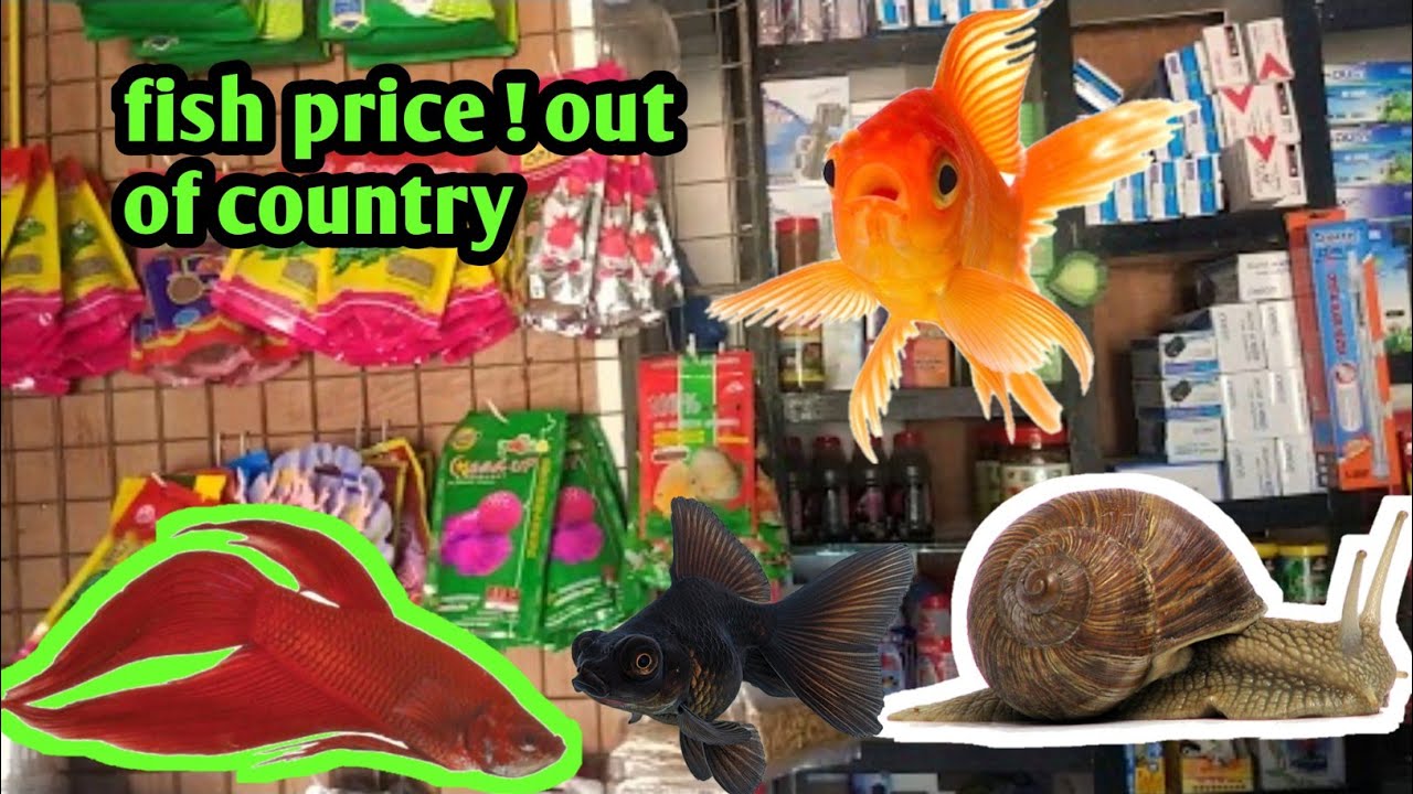 The fish room kathmandu all kind of fish available here YouTube