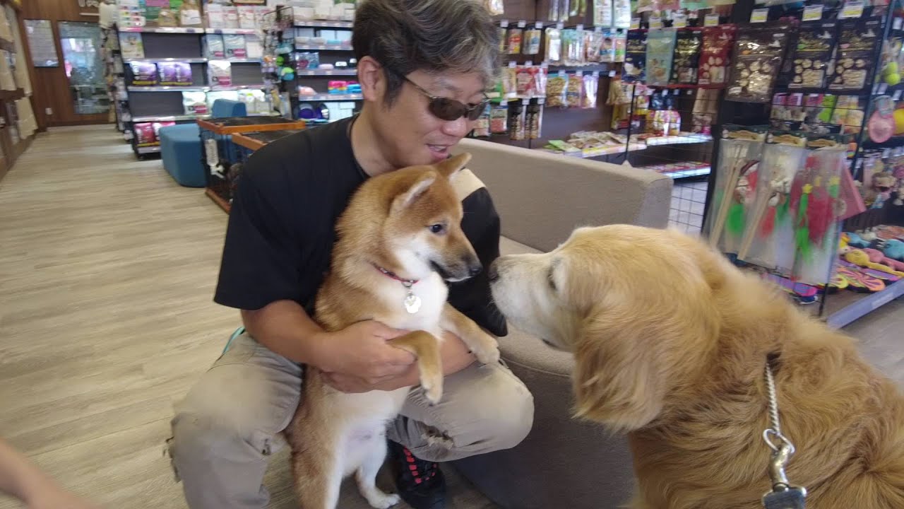 タイミングが悪いようで実は良かった！新たな出会いは大切に(笑) 【golden retriever japan】