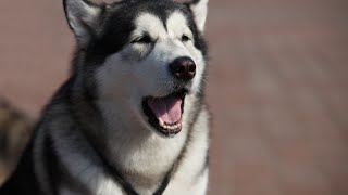 The Bond Between Siberian Huskies and the Arctic by USA Pup Patrol 1 view 10 days ago 4 minutes, 35 seconds