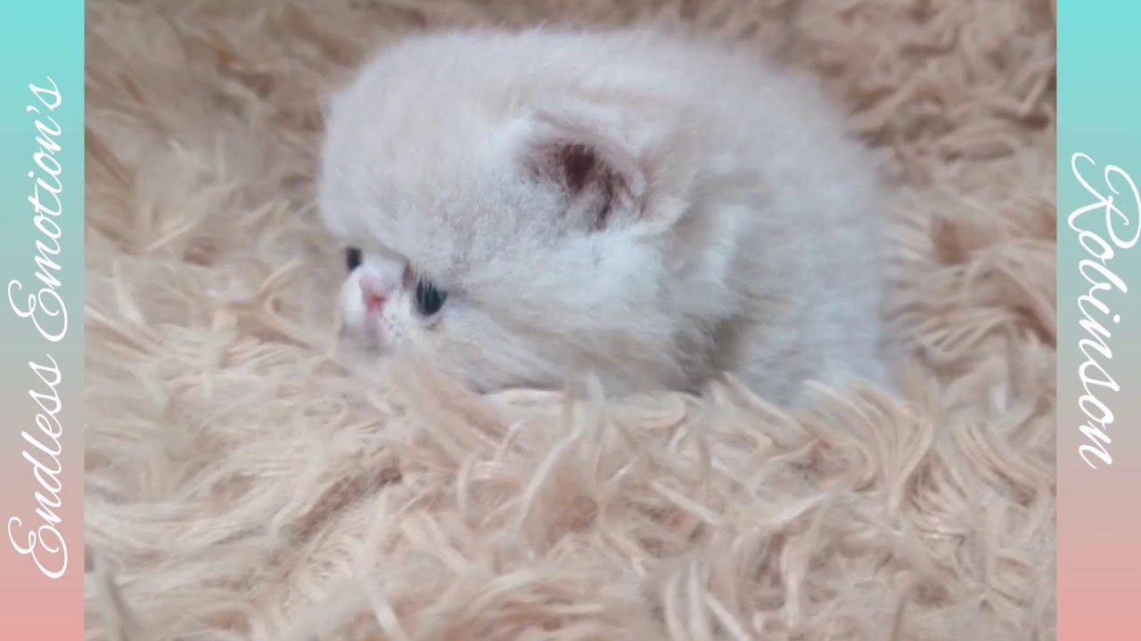 Endless Emotion S Robinson Chaton Exotic Shorthair Creme Solid Youtube