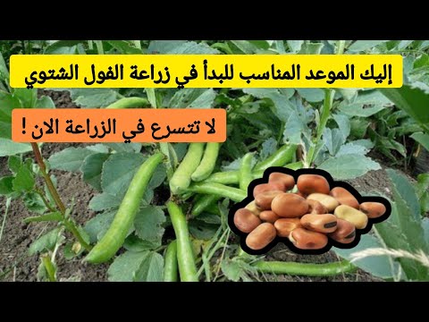 تعرف على الموعد المناسب لزراعة الفول الأخضر متى ازرع الفول لا تتسرع في الزراعة لضمان إنتاج وفير