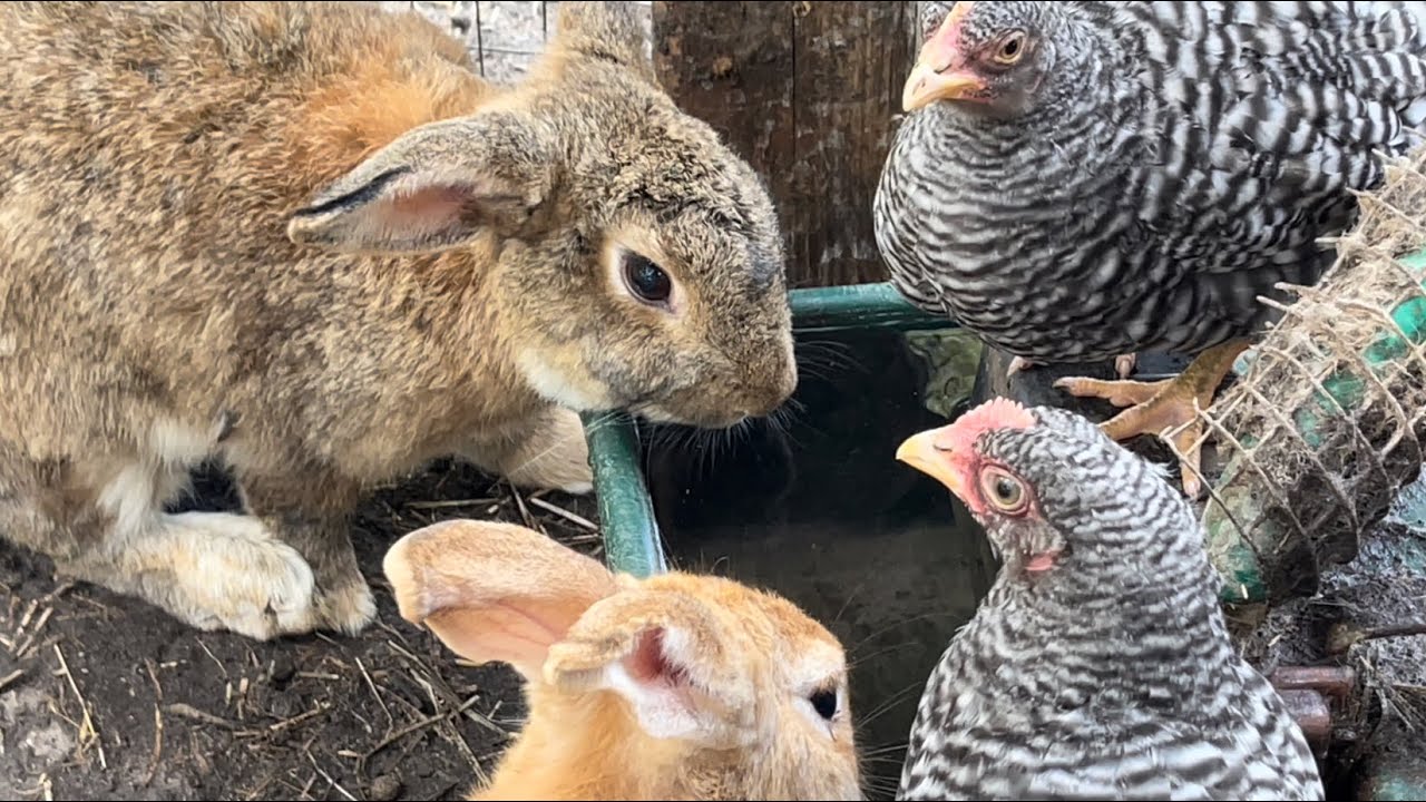 Relaxing video - Chicks Drink With Rabbits