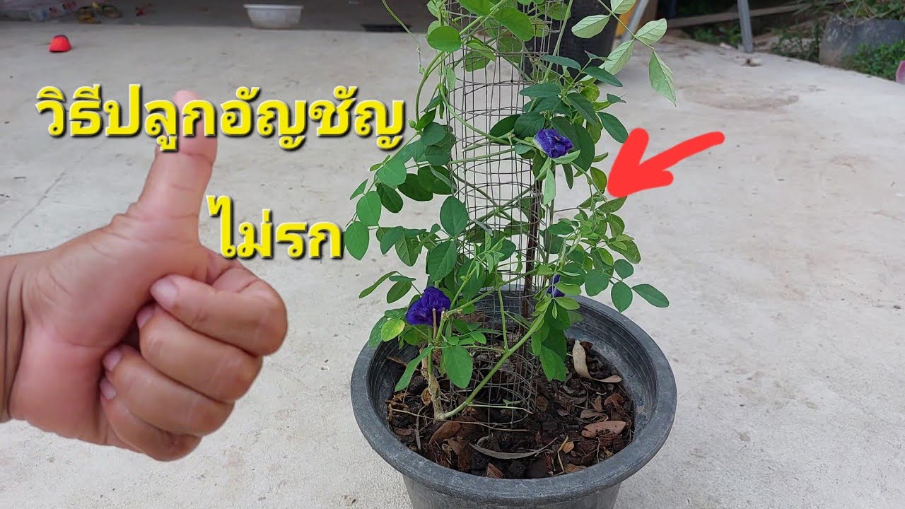 ทำไมเพิ่งทำ! ปลูกอัญชัญไม่รกด้วยสิ่งนี้ สวยประดับได้ ประโยชน์เพียบควรมีติดบ้านไว้เลย