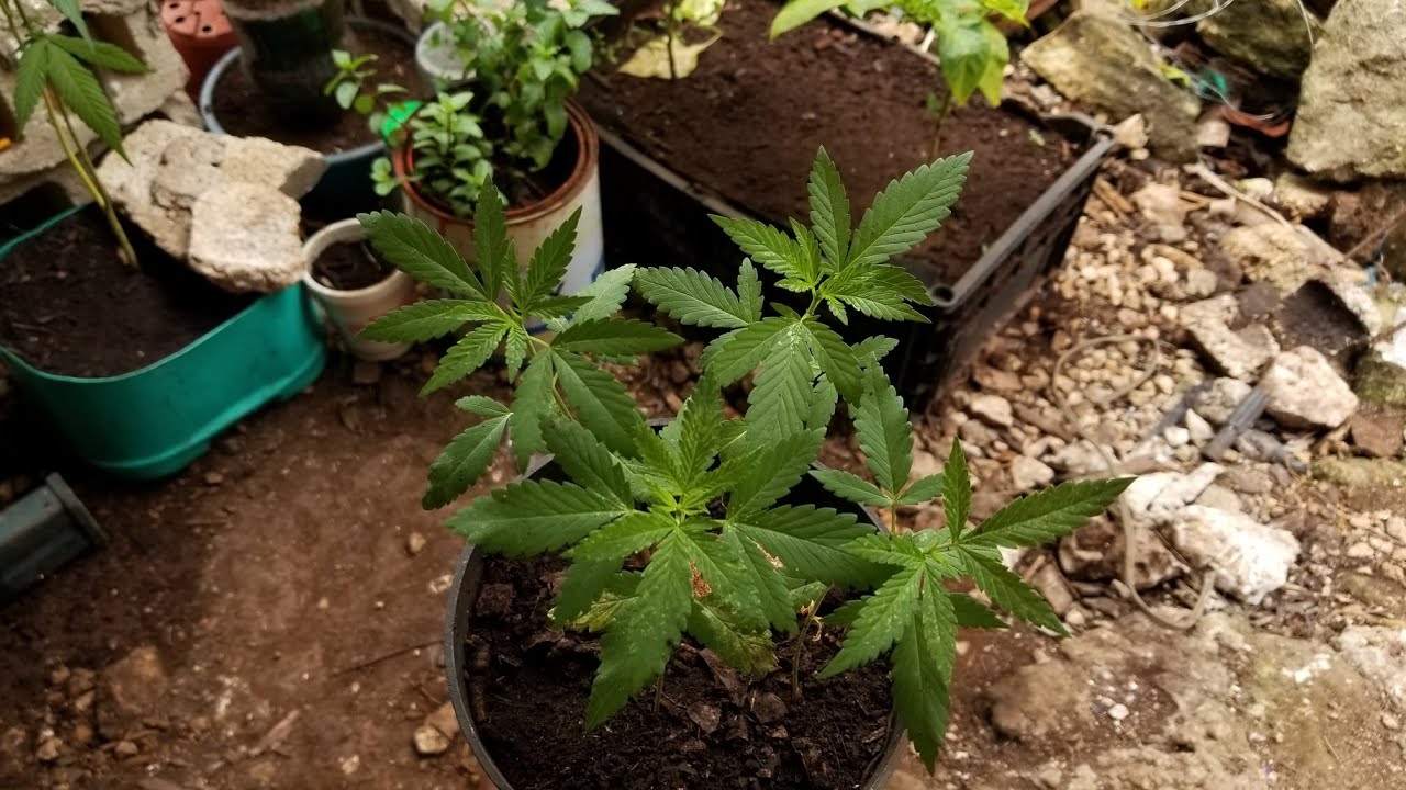 Plantas de marihuana🍁✅ 20 días de crecimiento