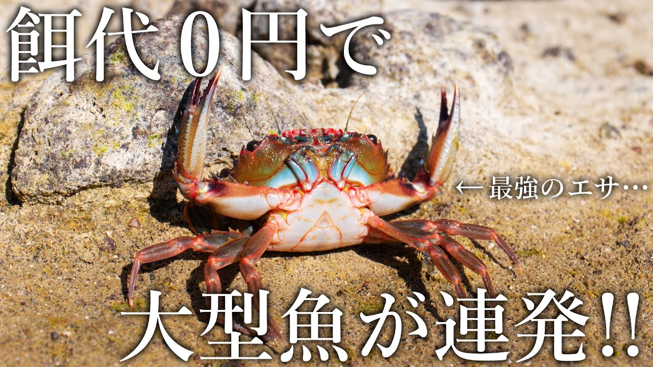 採取した生物を餌にすると大型魚が入れ食い！無限に釣れるエサ代0円釣法がスゴい