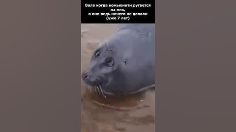 Valve и TF2 #fixtf2 #teamfortress2 #savetf2 #tf2 #анимация #cat #memes #shorts #trending  #sfm