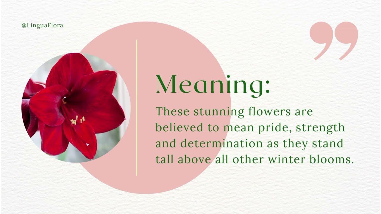 Flower Amaryllis Meaning Symbolism