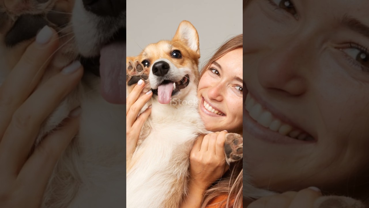 Действительно ли собаки чувствуют стресс своих хозяев?