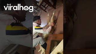 Dog Grins After Big Stretch Viralhog