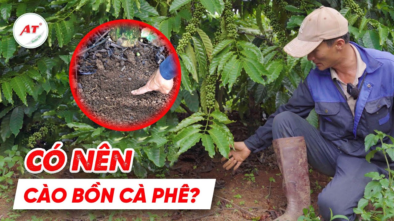 VẤN ĐỀ TRANH CÃI - CÓ NÊN CÀO BỒN CÀ PHÊ HAY KHÔNG ?