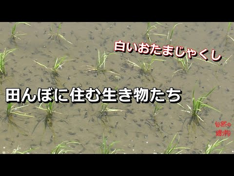 【田んぼに住む生き物たち】おたまじゃくし　アルビノ？？