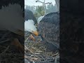 Famous bald eagle lovebirds welcome first egg of the year